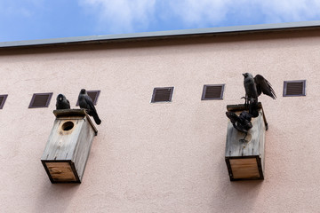 Jackdaws sitting on wooden nest box. - 274391629