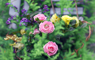 メルヘンの花園　ばら　ぼかしのバラ　花　
