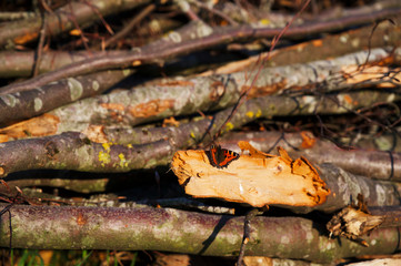 Schmetterling (Großer Fuchs) sitzt auf Holzstapel