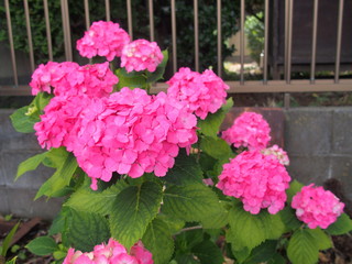 フェンス際に咲くピンクの紫陽花