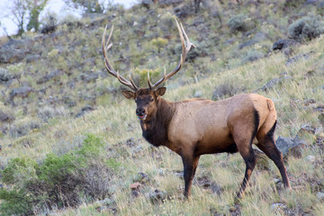 Elk or Wapiti (Cervus canadensis)