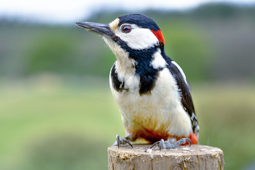 Great spotted woodpecker on post