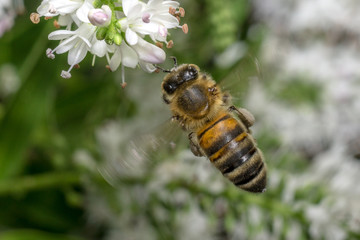 Flying honey bee near Hebe flower