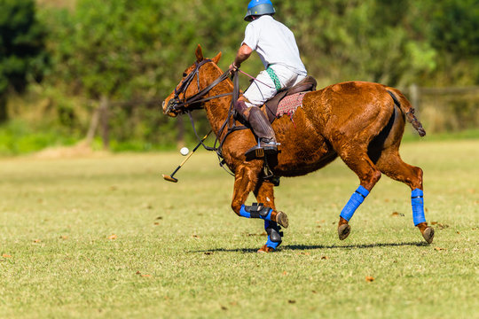 Polo Player Horse Field Game Action