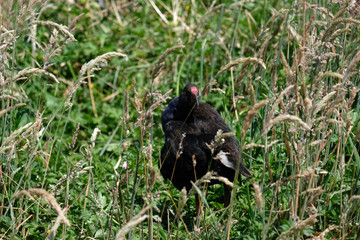 A pukeko in the bush, a New Zealand bird
