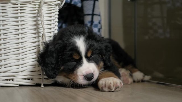 Lying Sleepy Bernese Mountain Dog Puppy Yawning