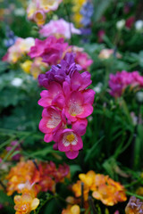 close up pink and purple flower in the garden with green in the background