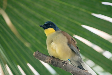 A blue-crowned laughingthrush, Garrulax courtoisi, perched on a tree stump.