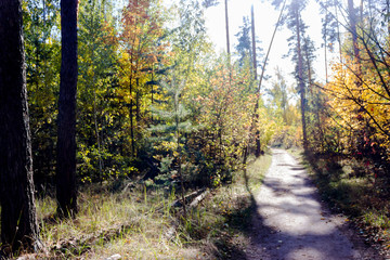 trees in the fall with yellow , red, and green leaves