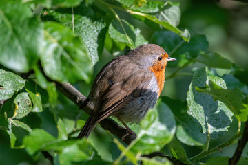 European robin (Erithacus rubecula) tweeting on a tree branch in garden.
