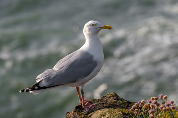 Side view of European herring gull (Larus argentatus).