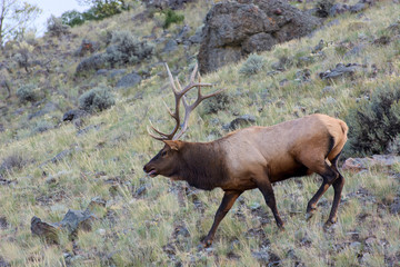 Elk or Wapiti (Cervus canadensis)