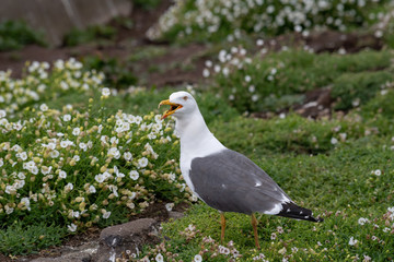 Side view of Lesser black-backed gull (Larus fuscus)
