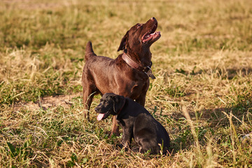 Adult Labrador and cute Labrador puppy next to each other on the grass