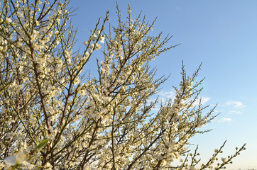 Branches of blossoming cherry plum with white flowers and  unblown buds against the blue sunset sky. Early spring,  south of Russia
