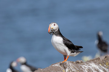 Atlantic Puffin (Fratercula arctica), on cliff’s edge at Isle of May, Scotland.