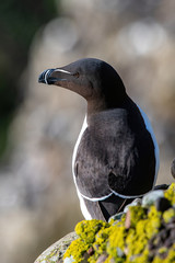 Razorbills (Alca Torda) perched on the rocks in Scotland