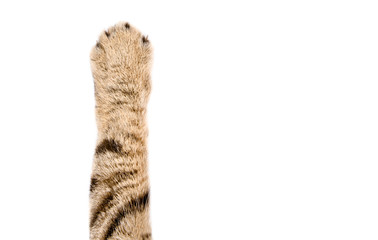 Paw of a cat Scottish Straight, closeup, isolated on white background