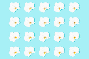 Pattern made with white orchid on turquoise background.