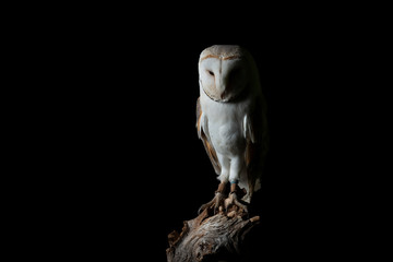 Stunning portrait of Snowy Owl Bubo Scandiacus in studio setting isolated on black background with dramatic lighting