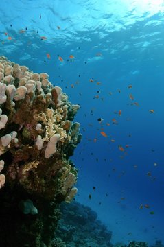 Sea Goldies, also Lyretail Anthias (Pseudanthias squamipinnis), Red Sea, Egypt, Africa