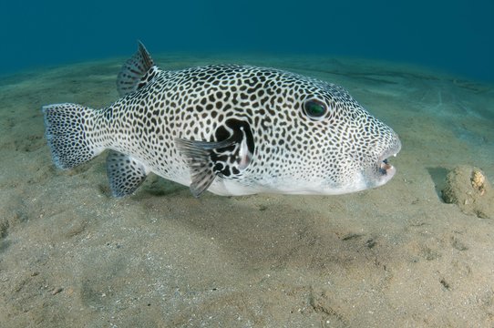 Stellate Puffer, also Starry Puffer or Starry Toadfish (Arothron stellatus), Red Sea, Marsa Alam, Abu Dabab, Egypt, Africa