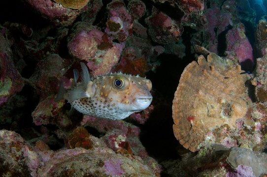 Birdbeak Burrfish (Cyclichthys orbicularis) near coral reef, Red Sea, Marsa Alam, Abu Dabab, Egypt, Africa