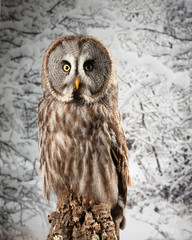 Stunning portrait of Great Grey Owl Strix Nebulosa in studio setting with snowy Winter background