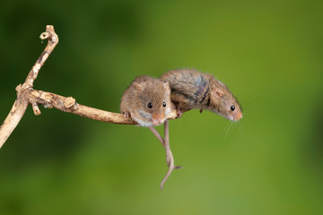 ADorable and Cute harvest mice micromys minutus on wooden stick with neutral green background in...