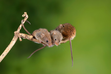 ADorable and Cute harvest mice micromys minutus on wooden stick with neutral green background in nature