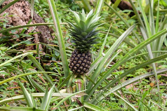 Pineapple (Ananas comosus), La Digue Island, Seychelles, Africa