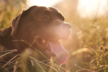 Portrait of a brown Labrador with a sun glare