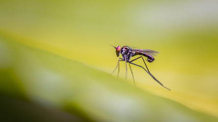 fly on leaf