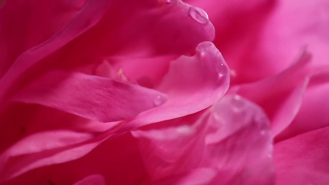 Extreme Close Up Of Rotating Hot Pink Peony Flower. Water Drops On Petals.
