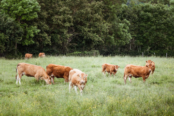 Fototapeta na wymiar Vaches laitières marron dans un champ