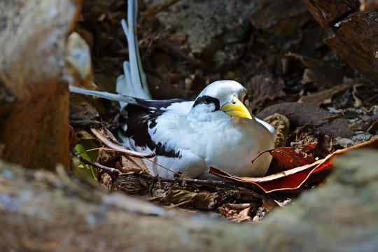 White-tailed Tropicbird (Phaethon lepturus lepturus), brooding in a hollow palm trunk, Cousin island, Seychelles, Africa