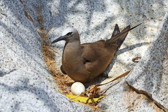 Brown noddy (Anous stolidus), brooding an egg, Cousin island, Seychelles, Africa