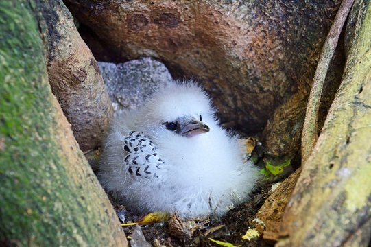 White-tailed Tropicbird (Phaethon lepturus lepturus), young in the nest, Cousin island, Seychelles, Africa