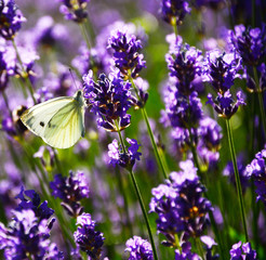 butterfly on a flower