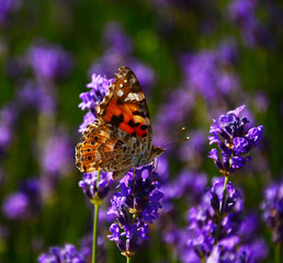 butterfly on a flower