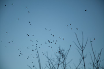 Birds in the clouds. A flock of birds against the sky. Birds fly south or north or just.