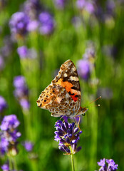butterfly on a flower