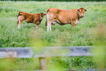 Close Up Sur Le Museau D Une Vache Marron Aux Poils Longs Et Longues Cornes Wall Mural Picsart Close Up Sur Le Museau D Une Vache Marron Aux Poils Longs Et Longues Cornes Wall Mural Picsart