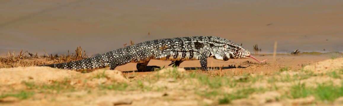 Argentine black and white tegu (Salvator merianae, Syn. Tupinambis merianae), Pantanal, Brazil, South America