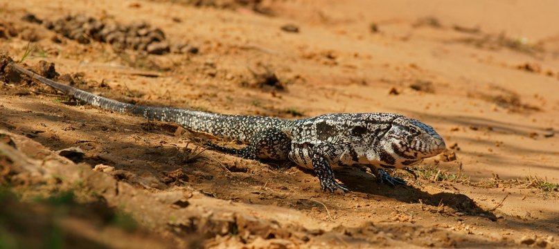 Argentine black and white tegu (Salvator merianae, Syn. Tupinambis merianae), Pantanal, Brazil, South America