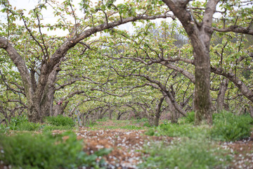 Many pear bloom trees in the orchard