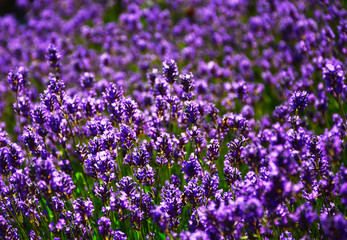 field of lavender flowers