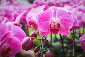 Colorful nature sweet pink phalaenopsis orchids flower field patterns with water drops blooming in...