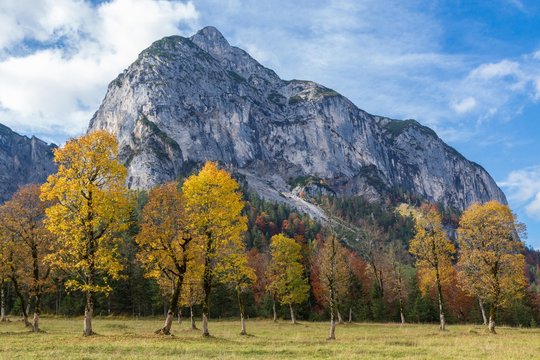 Brightly coloured autumn trees in front of Gamsjoch mountain, Grosser Ahornboden, Eng-Alm, Hinterriss, Karwendel, Tyrol, Austria, Europe
