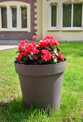 House with pot of flower on green grass.